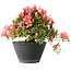 Rhododendron indicum (Untervarietät unbekannt), 19 cm, ± 25 Jahre alt