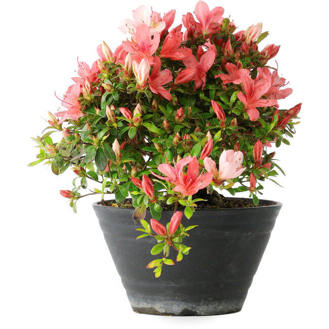 Rhododendron indicum (sottovarietà sconosciuta), 19 cm, ± 25 anni