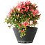 Rhododendron indicum (Untervarietät unbekannt), 19 cm, ± 25 Jahre alt