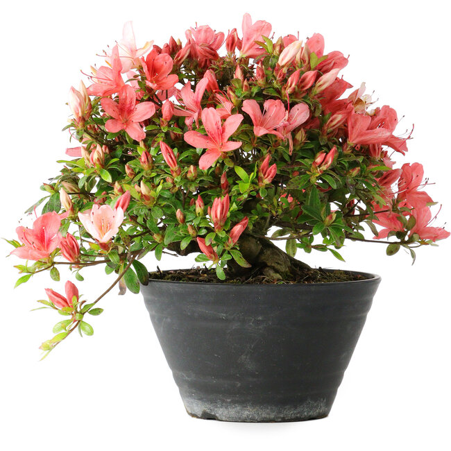 Rhododendron indicum (subvariety unknown), 19 cm, ± 25 years old