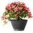 Rhododendron indicum (Untervarietät unbekannt), 19 cm, ± 25 Jahre alt