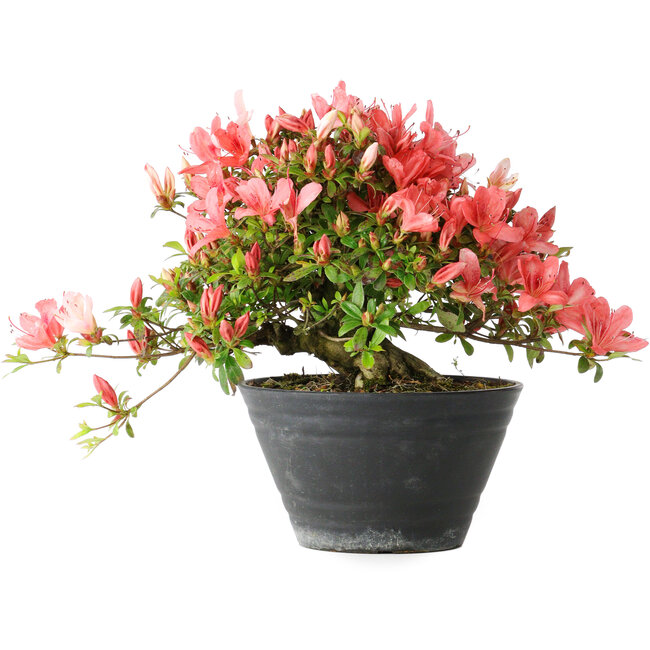 Rhododendron indicum (sous-variété inconnue), 19 cm, ± 25 ans