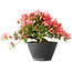 Rhododendron indicum (Untervarietät unbekannt), 19 cm, ± 25 Jahre alt