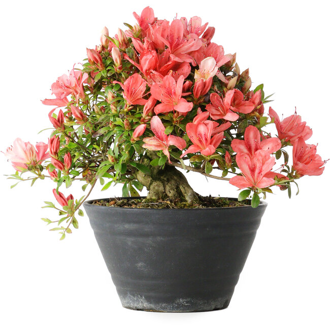 Rhododendron indicum (subvariety unknown), 19 cm, ± 25 years old