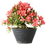 Rhododendron indicum (Untervarietät unbekannt), 19 cm, ± 25 Jahre alt