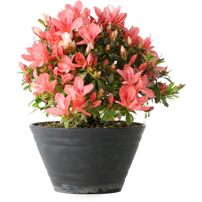 Rhododendron indicum (Untervarietät unbekannt), 19 cm, ± 25 Jahre alt