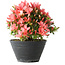 Rhododendron indicum (ondervariëteit onbekend), 19 cm, ± 25 jaar oud