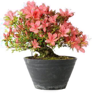 Rhododendron indicum (Untervarietät unbekannt), 19 cm, ± 25 Jahre alt