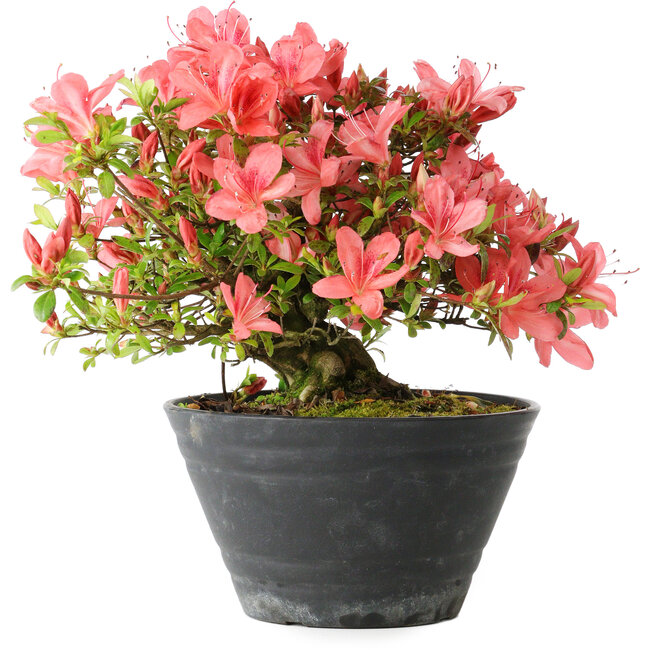 Rhododendron indicum (Untervarietät unbekannt), 19 cm, ± 25 Jahre alt