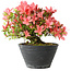 Rhododendron indicum (Untervarietät unbekannt), 19 cm, ± 25 Jahre alt