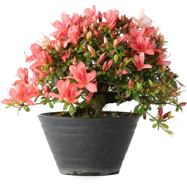 Rhododendron indicum (Untervarietät unbekannt), 19 cm, ± 25 Jahre alt