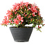 Rhododendron indicum (Untervarietät unbekannt), 19 cm, ± 25 Jahre alt