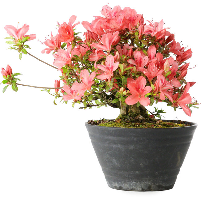 Rhododendron indicum (ondervariëteit onbekend), 19 cm, ± 25 jaar oud