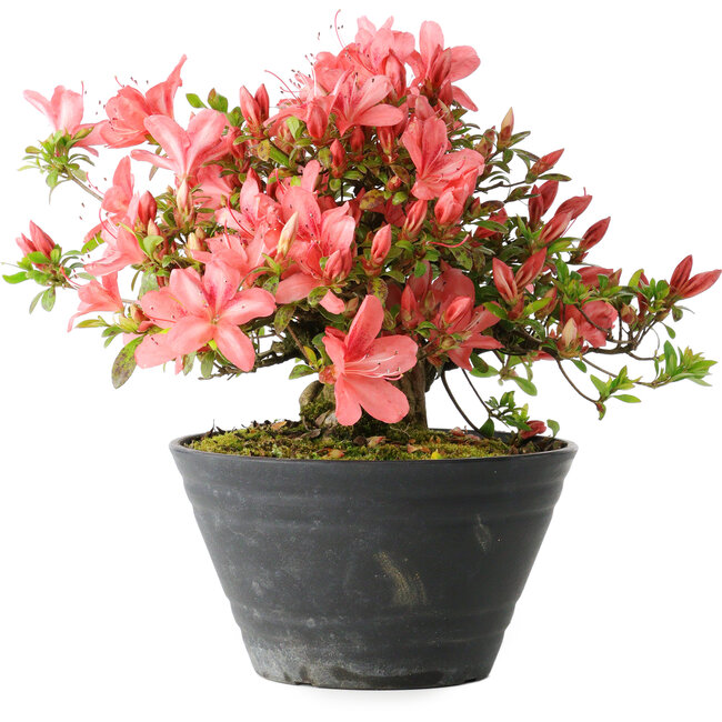 Rhododendron indicum (sottovarietà sconosciuta), 19 cm, ± 25 anni