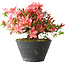 Rhododendron indicum (Untervarietät unbekannt), 19 cm, ± 25 Jahre alt