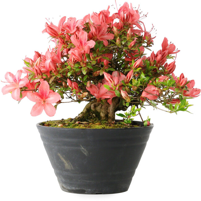 Rhododendron indicum (sottovarietà sconosciuta), 19 cm, ± 25 anni