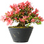 Rhododendron indicum (ondervariëteit onbekend), 19 cm, ± 25 jaar oud