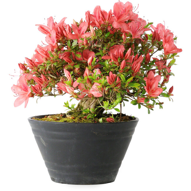 Rhododendron indicum (sottovarietà sconosciuta), 19 cm, ± 25 anni