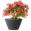Rhododendron indicum (Untervarietät unbekannt), 19 cm, ± 25 Jahre alt