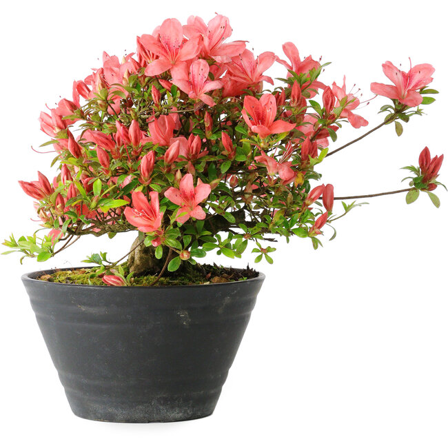 Rhododendron indicum (subvariety unknown), 19 cm, ± 25 years old