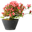 Rhododendron indicum (Untervarietät unbekannt), 19 cm, ± 25 Jahre alt