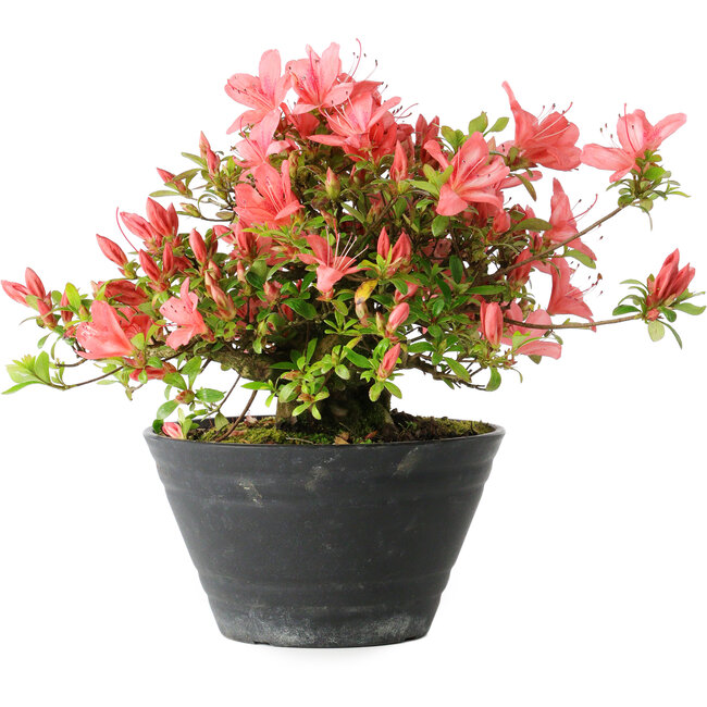 Rhododendron indicum (Untervarietät unbekannt), 19 cm, ± 25 Jahre alt