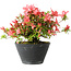 Rhododendron indicum (Untervarietät unbekannt), 19 cm, ± 25 Jahre alt