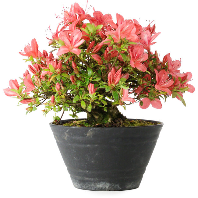 Rhododendron indicum (sous-variété inconnue), 19 cm, ± 25 ans