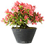 Rhododendron indicum (Untervarietät unbekannt), 19 cm, ± 25 Jahre alt