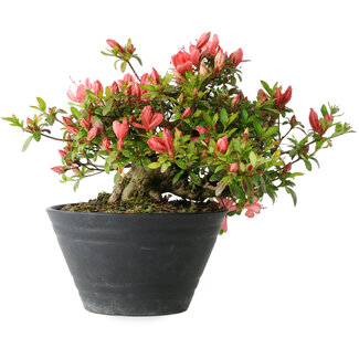 Rhododendron indicum (Untervarietät unbekannt), 19 cm, ± 25 Jahre alt