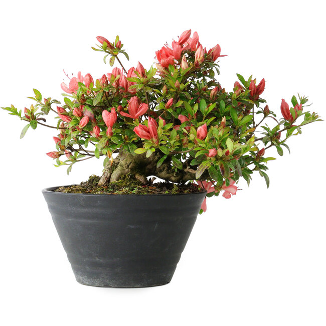 Rhododendron indicum (Untervarietät unbekannt), 19 cm, ± 25 Jahre alt