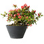 Rhododendron indicum (Untervarietät unbekannt), 19 cm, ± 25 Jahre alt