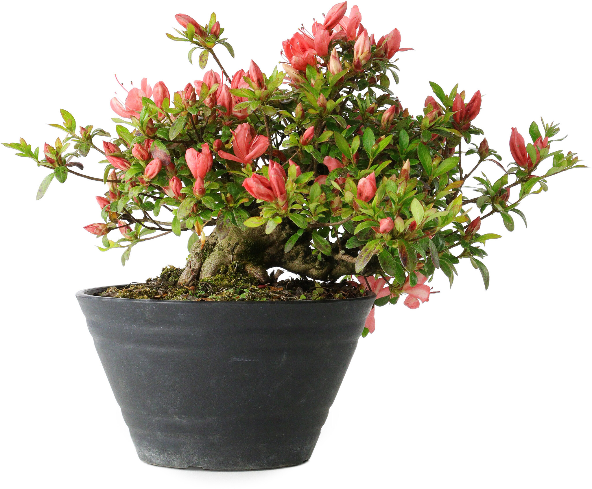 Rhododendron indicum, 19 cm,  25 years old - Bonsai Plaza