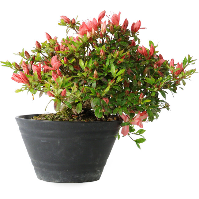 Rhododendron indicum (sous-variété inconnue), 19 cm, ± 25 ans