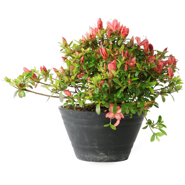 Rhododendron indicum (subvariety unknown), 19 cm, ± 25 years old