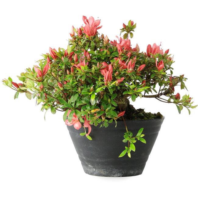 Rhododendron indicum (Untervarietät unbekannt), 19 cm, ± 25 Jahre alt