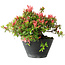 Rhododendron indicum (Untervarietät unbekannt), 19 cm, ± 25 Jahre alt