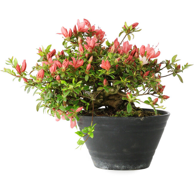 Rhododendron indicum (sottovarietà sconosciuta), 19 cm, ± 25 anni