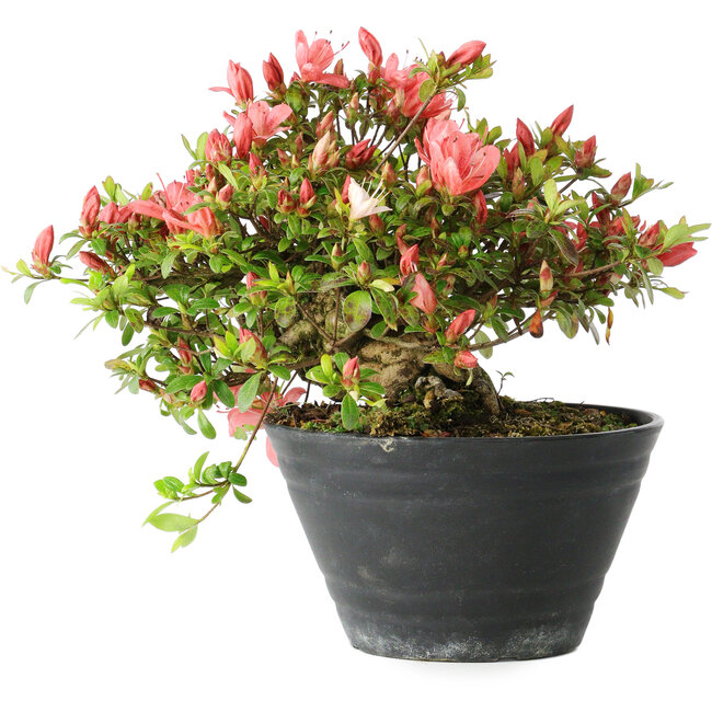 Rhododendron indicum (sottovarietà sconosciuta), 19 cm, ± 25 anni