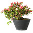 Rhododendron indicum (Untervarietät unbekannt), 19 cm, ± 25 Jahre alt