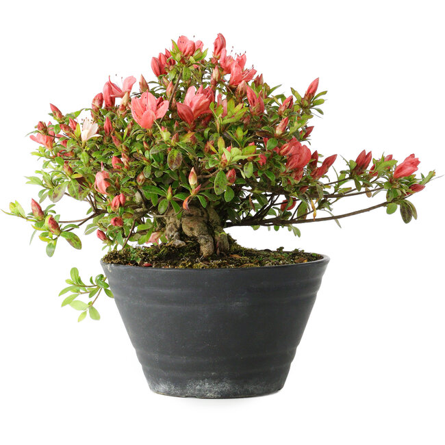 Rhododendron indicum (sous-variété inconnue), 19 cm, ± 25 ans