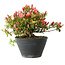 Rhododendron indicum (Untervarietät unbekannt), 19 cm, ± 25 Jahre alt