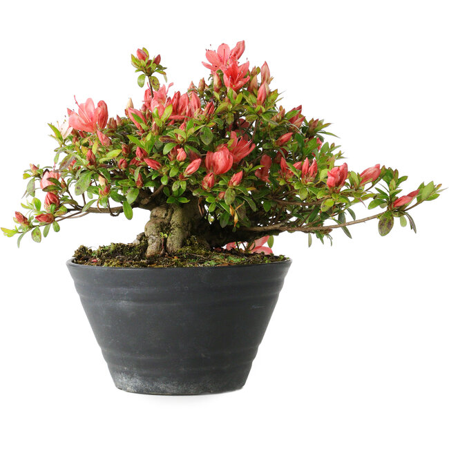 Rhododendron indicum (sous-variété inconnue), 19 cm, ± 25 ans