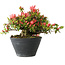 Rhododendron indicum (Untervarietät unbekannt), 19 cm, ± 25 Jahre alt