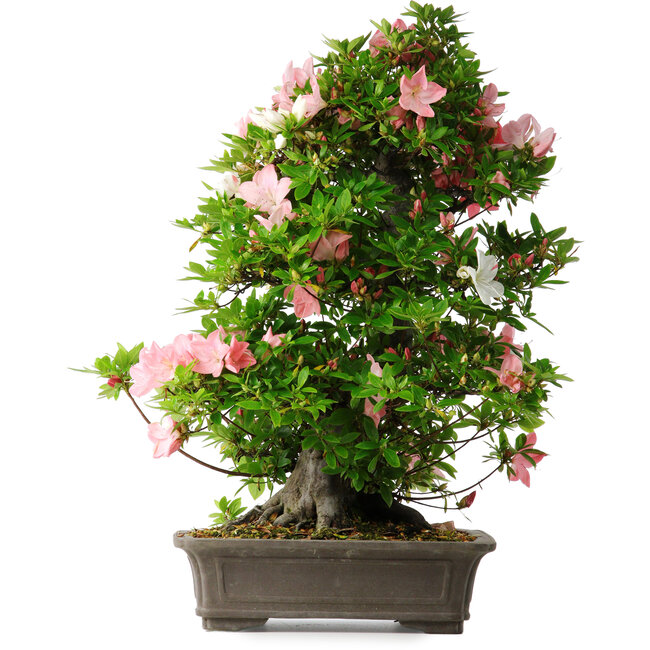 Rhododendron indicum Toki, 73 cm, ± 30 Jahre alt