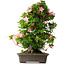 Rhododendron indicum Toki, 73 cm, ± 30 Jahre alt