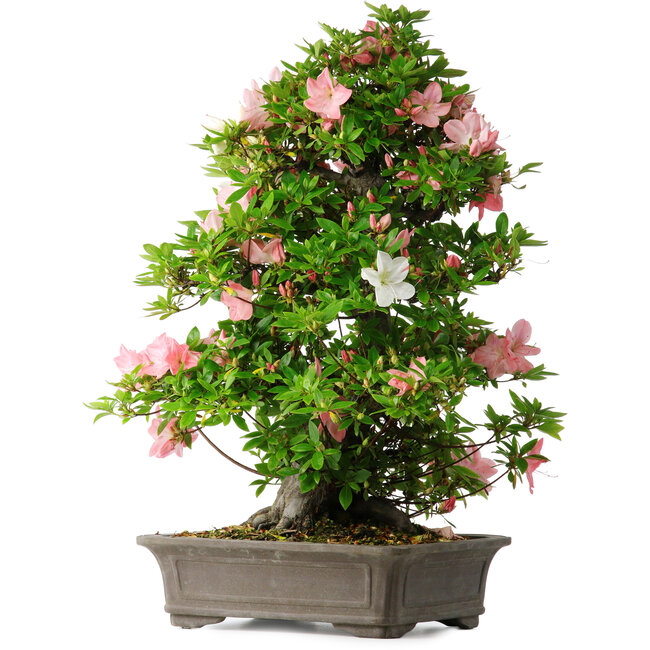 Rhododendron indicum Toki, 73 cm, ± 30 Jahre alt
