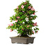 Rhododendron indicum Toki, 73 cm, ± 30 Jahre alt