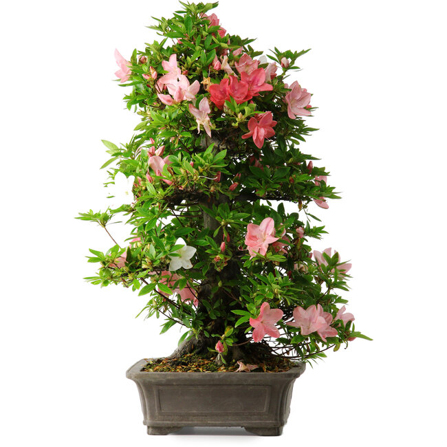 Rhododendron indicum Toki, 73 cm, ± 30 anni