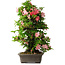 Rhododendron indicum Toki, 73 cm, ± 30 Jahre alt